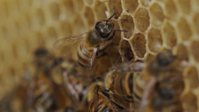 Bienensterben in Brasilien