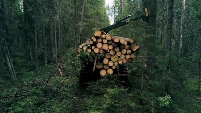 Europa verliert Waldbiomasse
