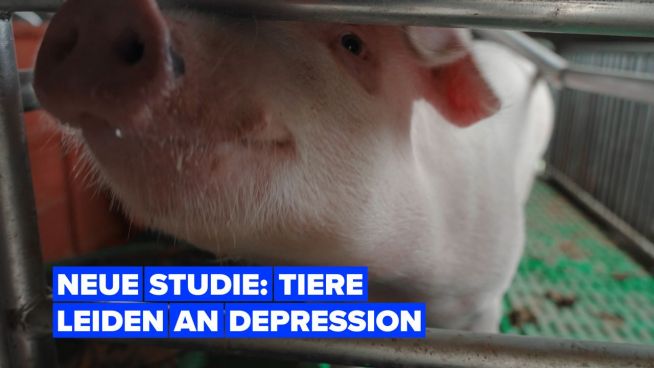 Eine neue Studie zeigt: Tiere können Depression entwickeln